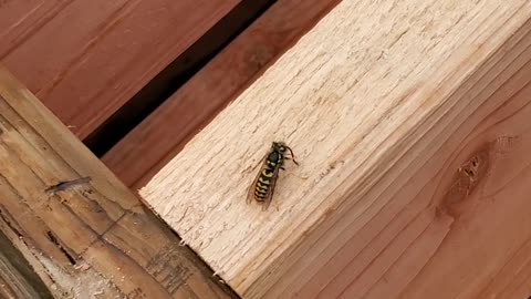 Killing a wasp because it's cold and can't move.