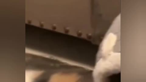 FUNNY CATS vs DOGS😅😺🐶 #PART-17