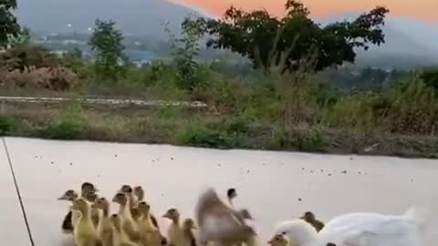Funny, Animals, Funniest Animals, Funny Videos