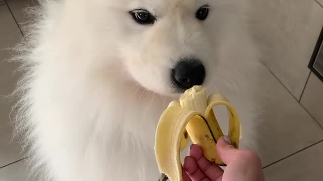 Dog Eating Banana his person