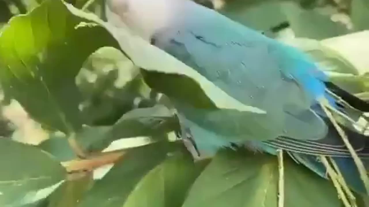 Bird collecting woods for building nest....