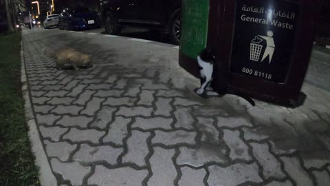 Homeless cats in Ras Al Khaimah, UAE: RIHANNA & ED SHEERAN #cat #cats #Rihanna #UAE #pets #EdSheeran