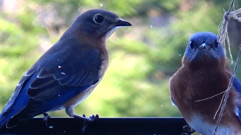 Bluebirds