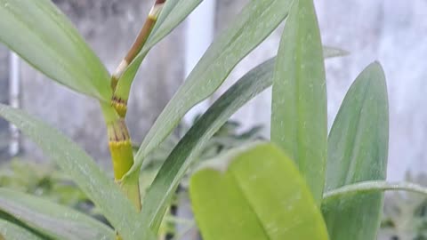 Orchid flowers