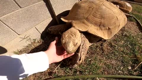 Feeding ALL My Tortoises! - Daily Routine-11