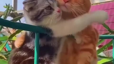 Cute cats