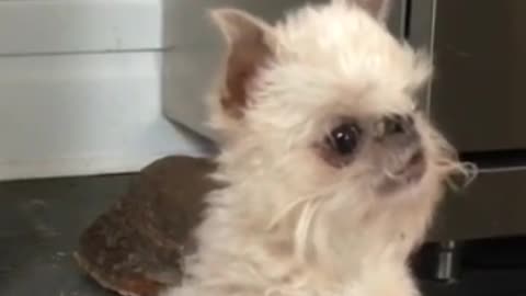 The Top 11 Dog Breeds That Dont Shed viral video