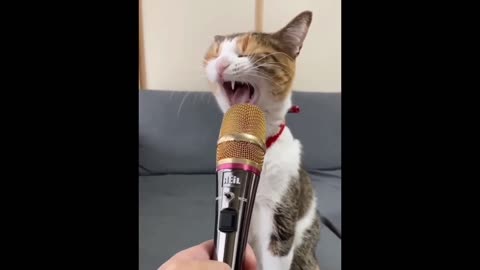 New Funny Animals 😂 Funniest Cats and Dogs Videos 😺🐶2024 best funny