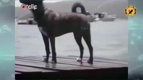 🤣😜_इन_जानवरों_से_पंगा_ना_बाबा_ना___Funny_Animal_Videos_2023_-_Part_8(720p)