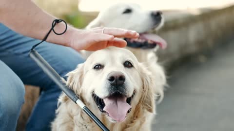 Cute Dogs Training