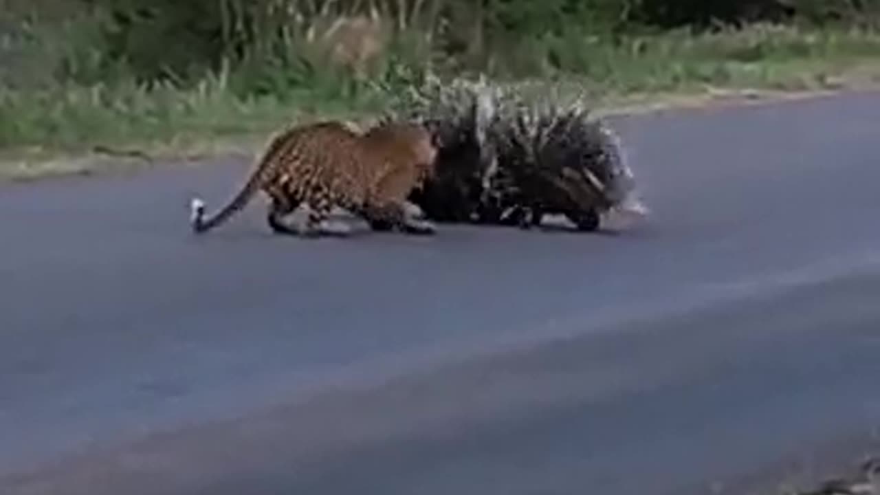 Porcupine parents protecting babies from leopard #shorts #shortvideo #video #virals #videoviral