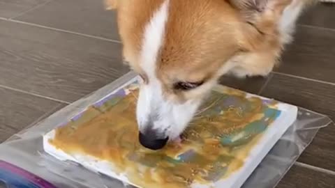 Dog Painting Challenge!