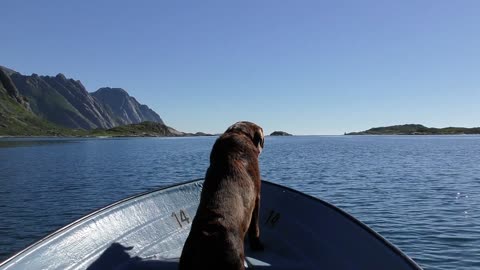 labrador at the boat in the sea