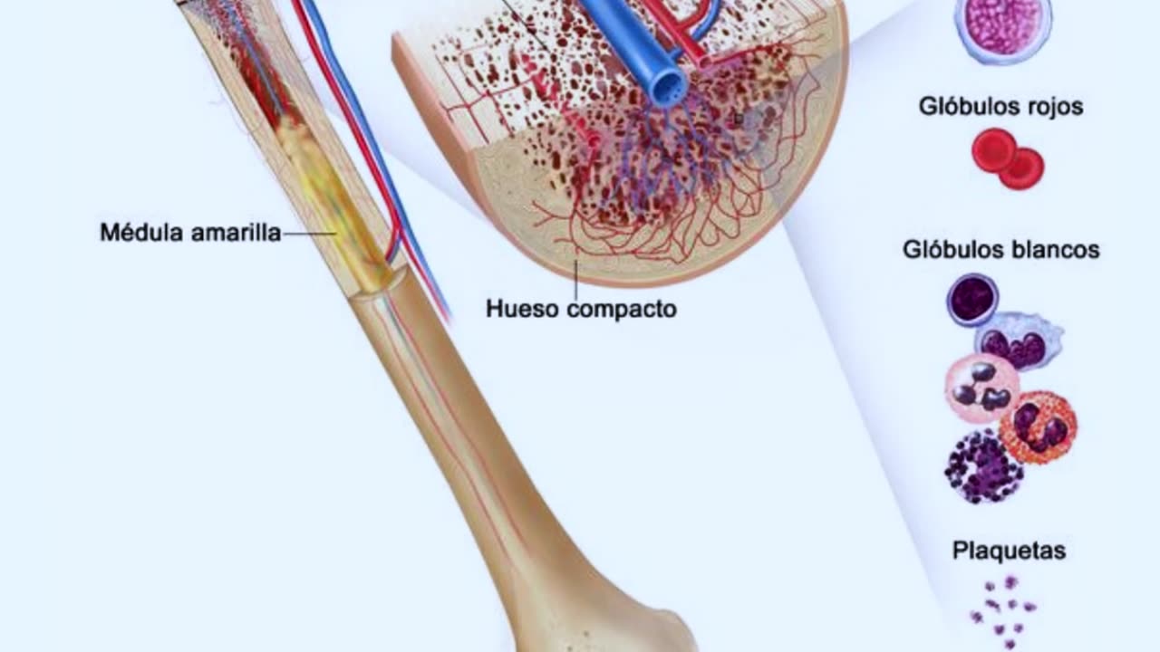 Biopsias Óseas