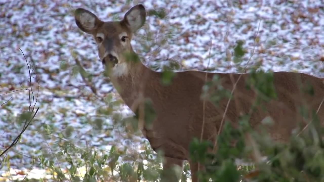 Deer Walking