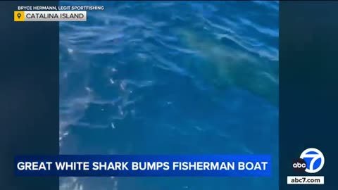 Great white shark rams into fishing boat off Catalina Island