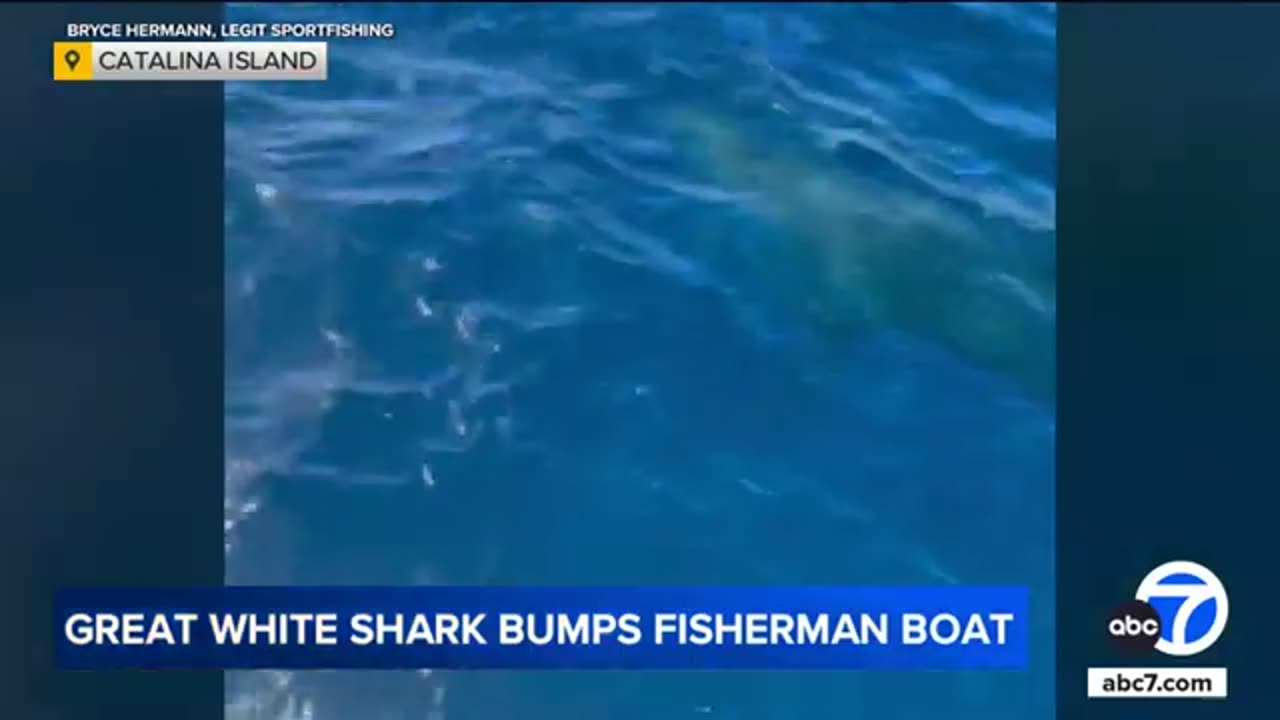 Great white shark rams into fishing boat off Catalina Island