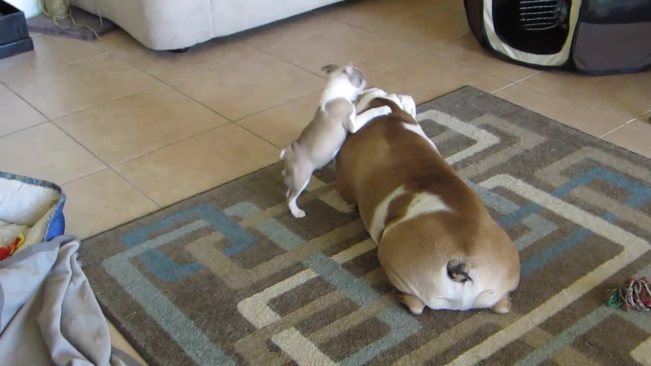 English Bulldog and Boston Terrier puppy playing