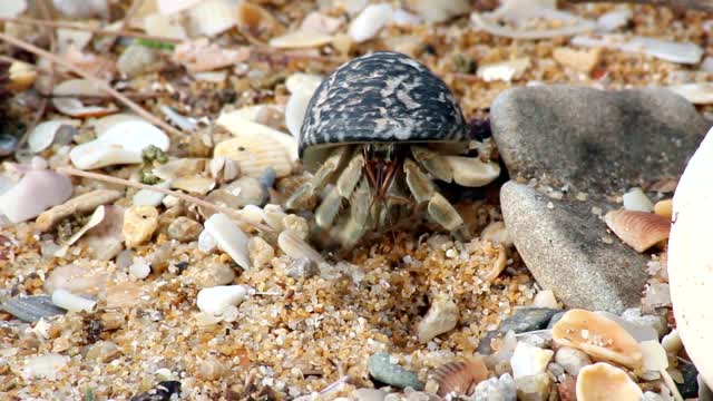 Cute crayfish crab