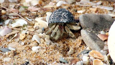 Cute crayfish crab