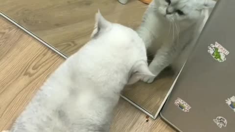 Cat fight against self