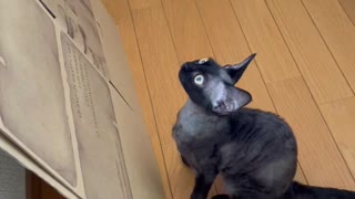 Devonrex TETO