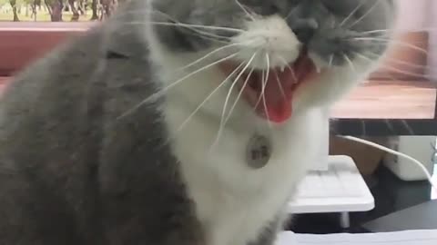 yawning cat