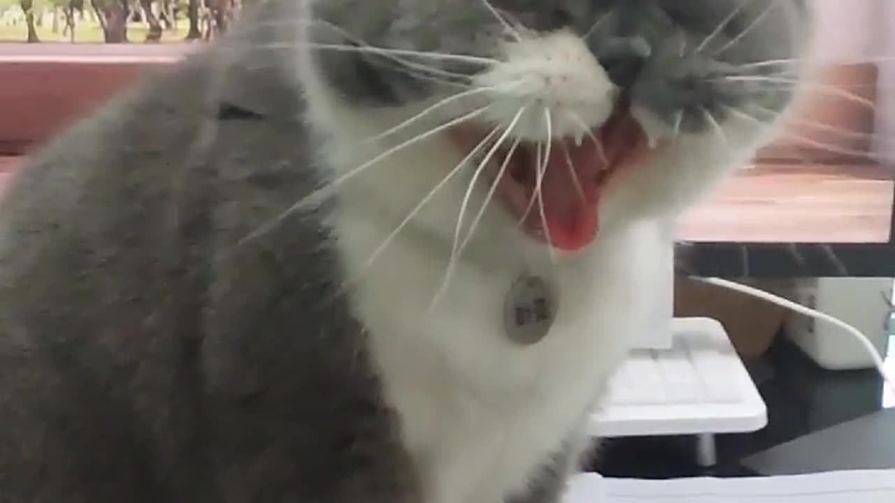 yawning cat