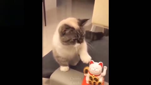 Cute real cat or fake cat