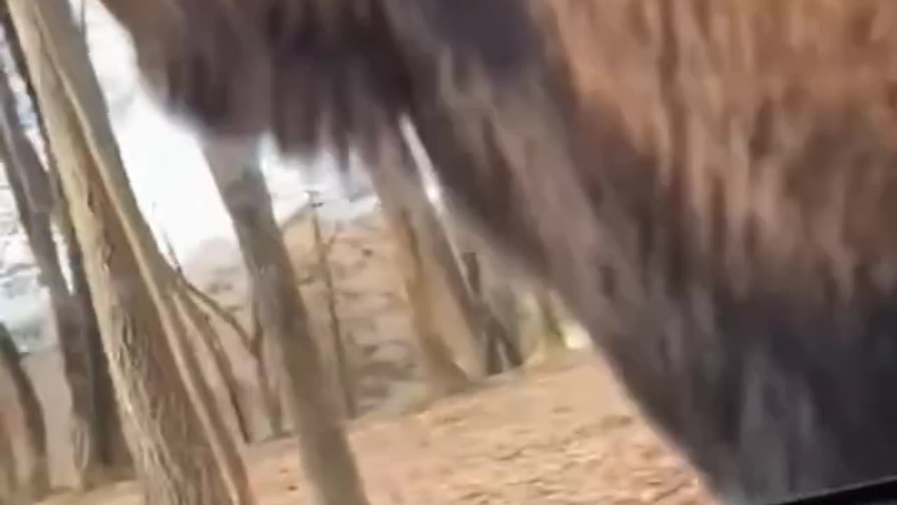 the deer saved the deer#viral#deer#rumble