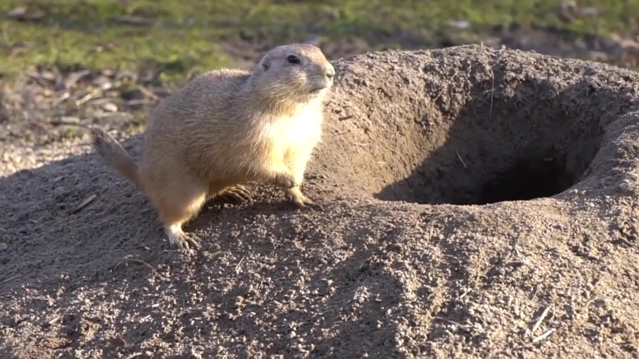 Marmot At Its Burrow