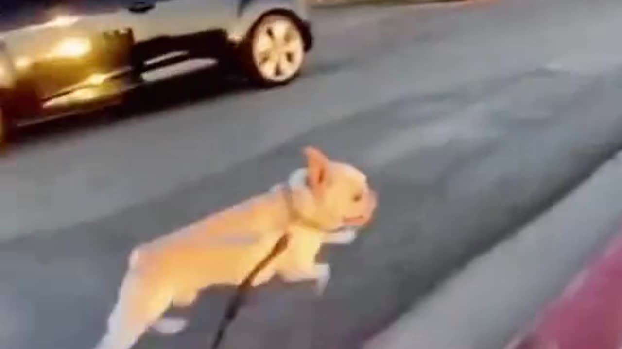 funnyvideo
