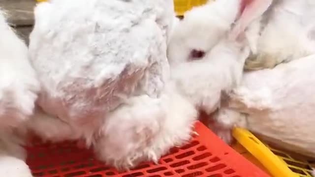 Giant Angora rabbit