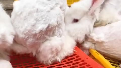 Giant Angora rabbit