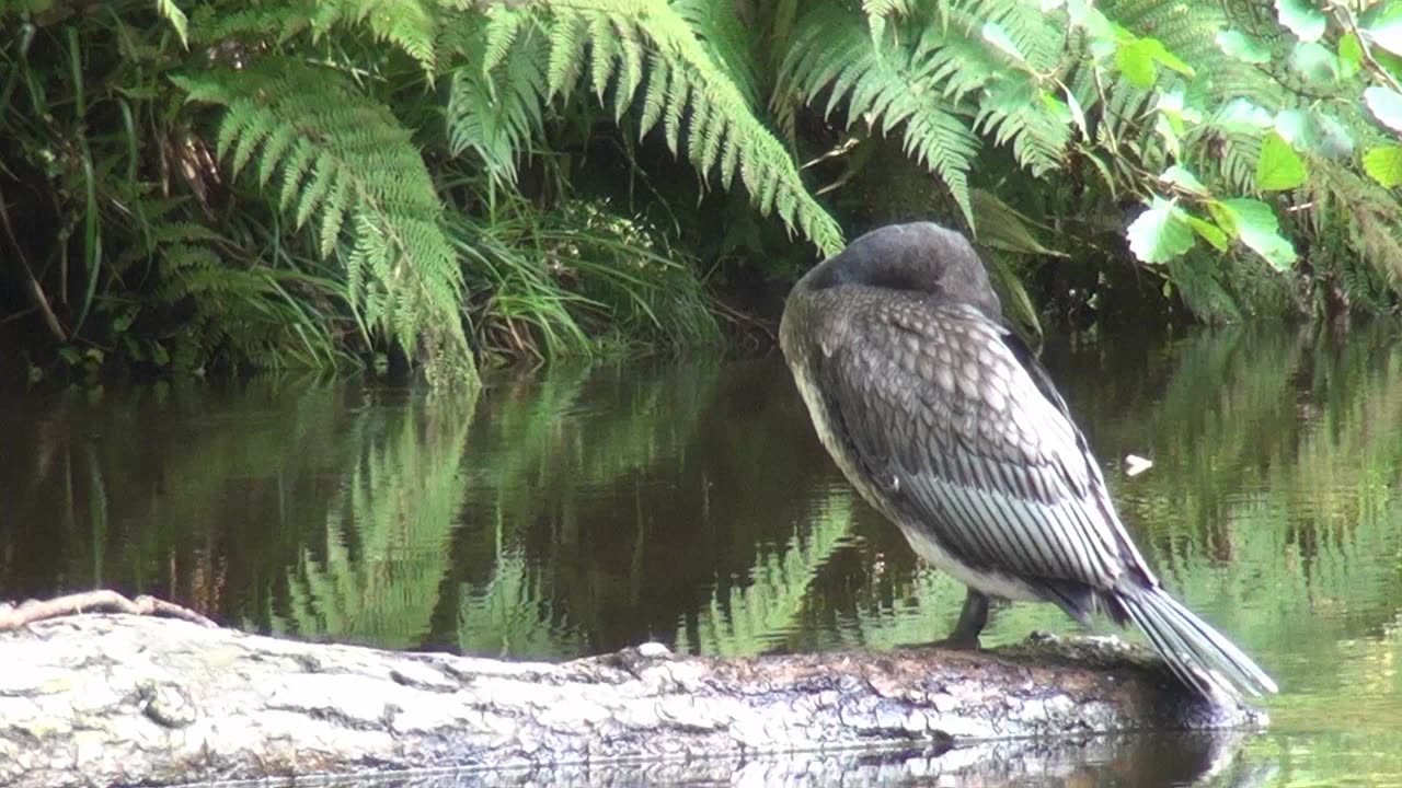 Cormorants in Atlantic Ocean City Plym Bridge 14th October 2014