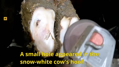 Repair cattle hoof series The calf hoof is sick, and suddenly burst juice during repair.