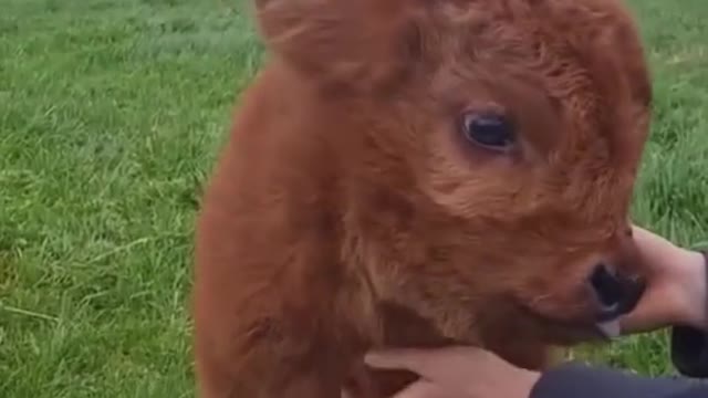 Animals are close friends