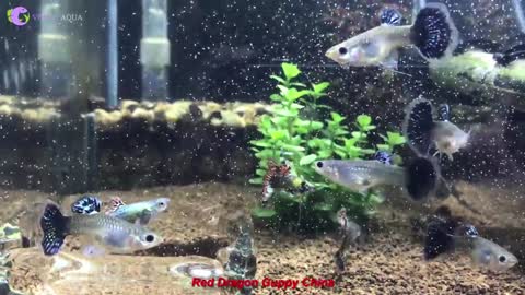 Compare beauty Red Dragon Guppy 3 Countries Thailand - China - Viet Nam