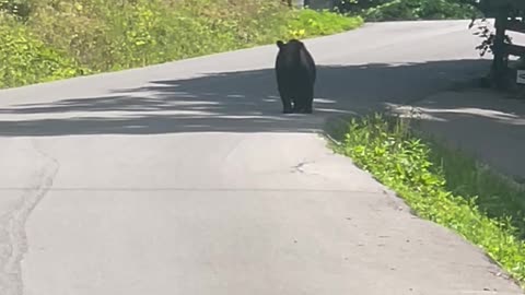 Woman Encounters Black Bear on the Road