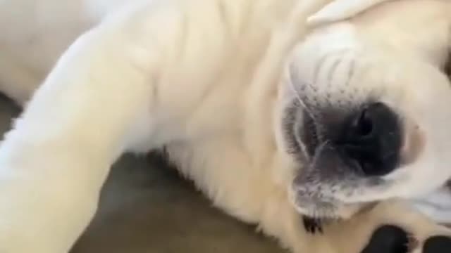 Cute puppy