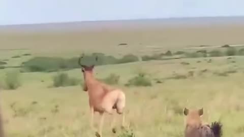 Cheetah Vs Red Hartebeest vs Hyena