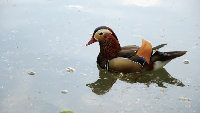 Mandarin Duck