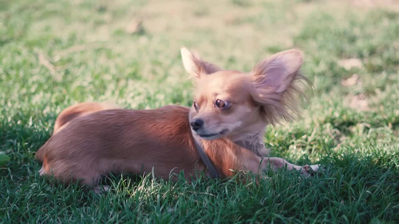 Adorable funny longhair dog chihuahua playing with a stick in park