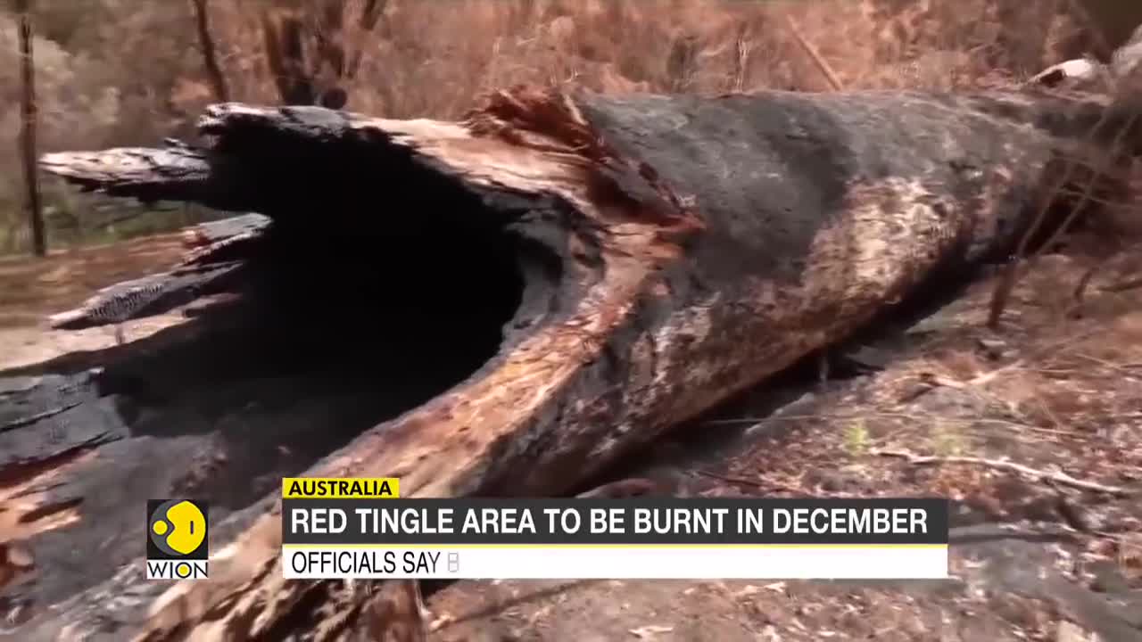 Tingle trees undergo prescribed burns, botanists ask 400-year-old trees to be preserved | WION