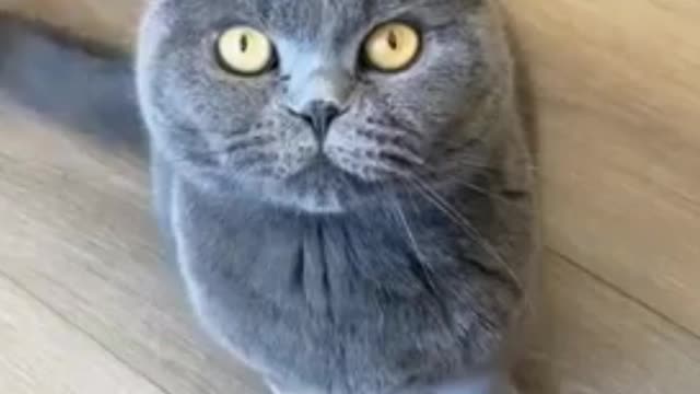 Baby Cats Cute and Funny Baby Cat Videos Compilation Zeng