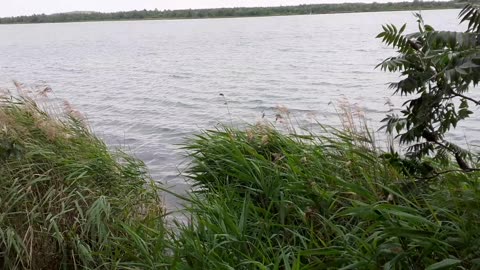 Naturaufnahmen am Ufer vom Markkleeberger See 2023