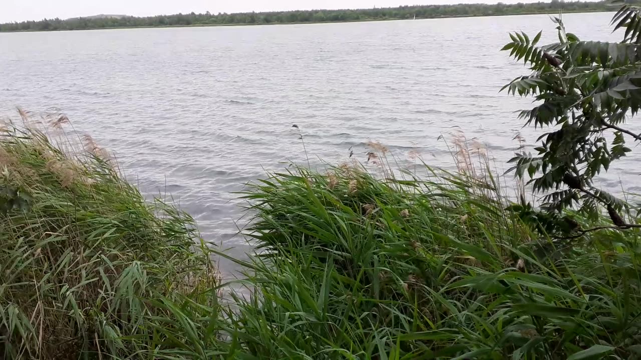 Naturaufnahmen am Ufer vom Markkleeberger See 2023