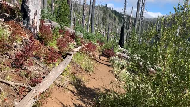 Central Oregon - Mount Jefferson Wilderness - Vibrant Burnout Area
