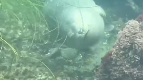 A Sea Lion Closes Its Eyes And Gently Floats Around As It Goes To Sleep On The Ocean Floor