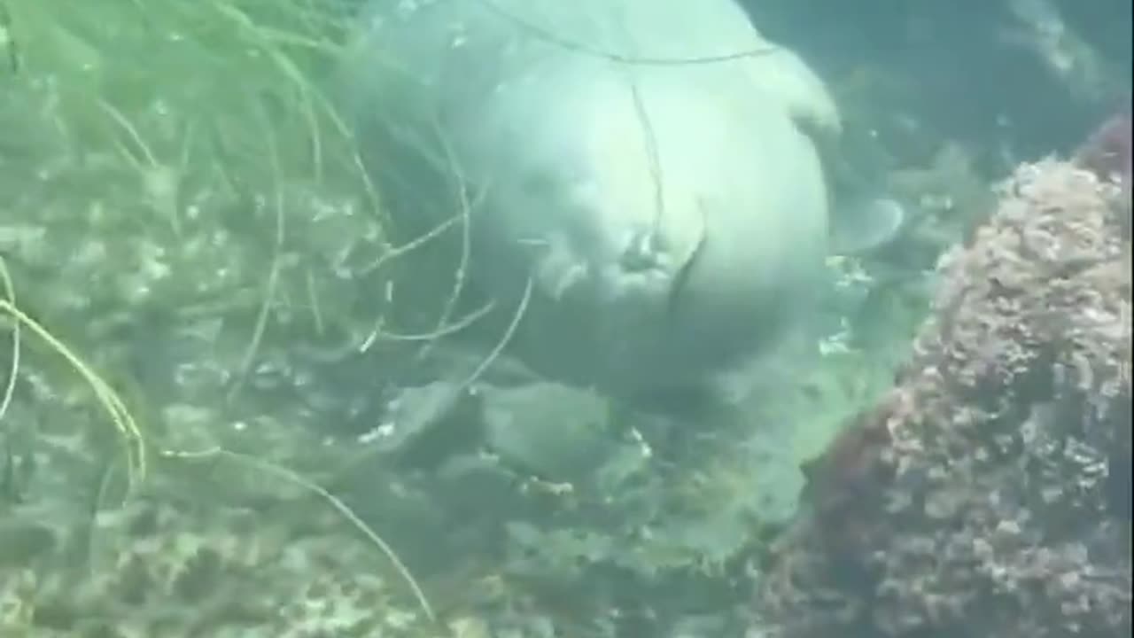 A Sea Lion Closes Its Eyes And Gently Floats Around As It Goes To Sleep On The Ocean Floor